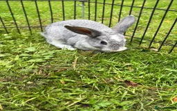 Rex rabbits for sale: Beautiful dwarf lop and mini rex babies  - Image 5