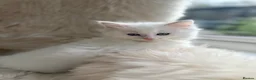 Ragdoll cats for sale: GCCF registered champion sired Ragdoll kitrens - Advert 4