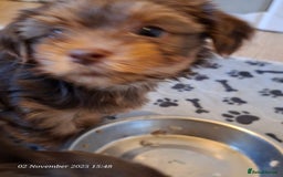Yorkshire Terrier dogs for sale: Chocolate brown should territ - Image 8