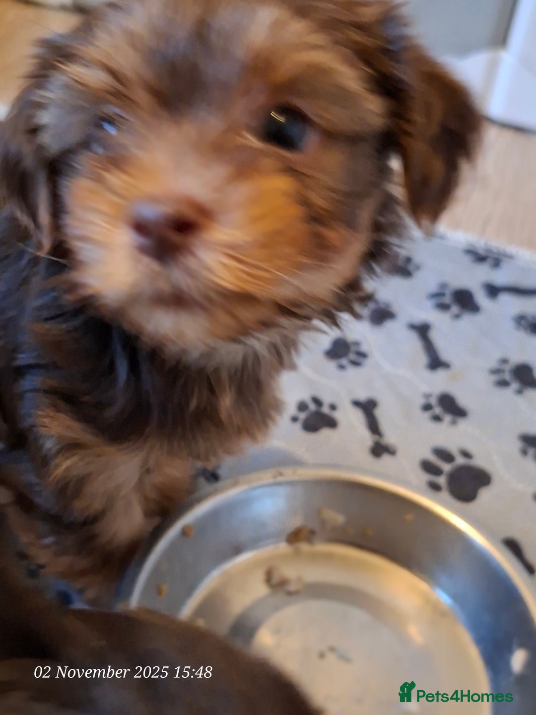 Yorkshire Terrier dogs for sale: Chocolate brown should territ - Image 8