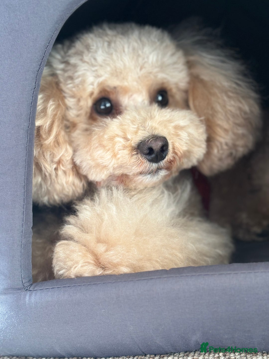 Toy Poodle dogs for stud: Toy poodle  - Advert 2