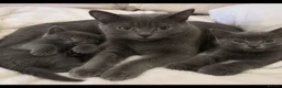 British Shorthair cats for sale: 2 Stunning British Shorthair Blue Kittens - Advert 1