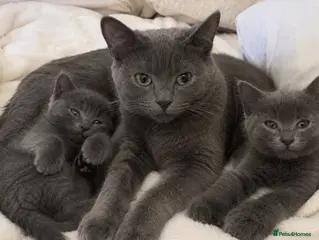 British Shorthair cats 2 Stunning British Shorthair Blue Kittens - Advert 1