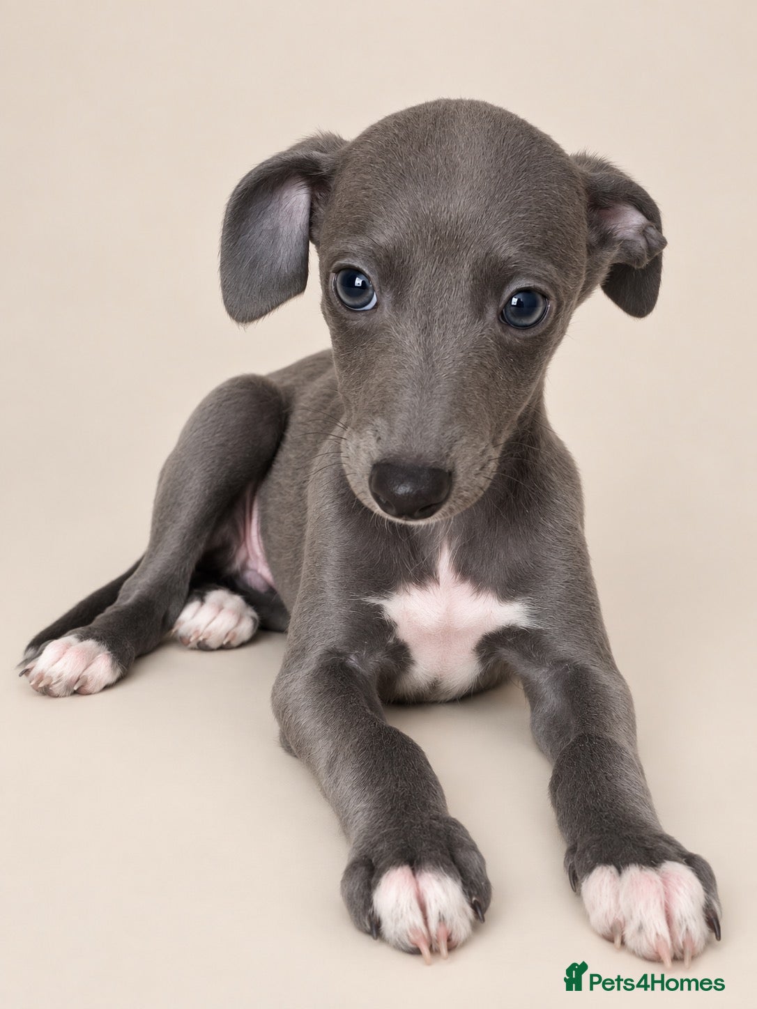 Whippet dogs Ready now  blue girls and boys  - Advert 2