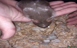 Hamster rodents for sale: Baby Syrian hamsters - Image 2