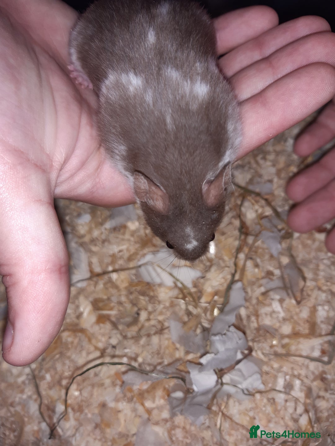 Hamster rodents for sale: Baby Syrian hamsters - Image 2