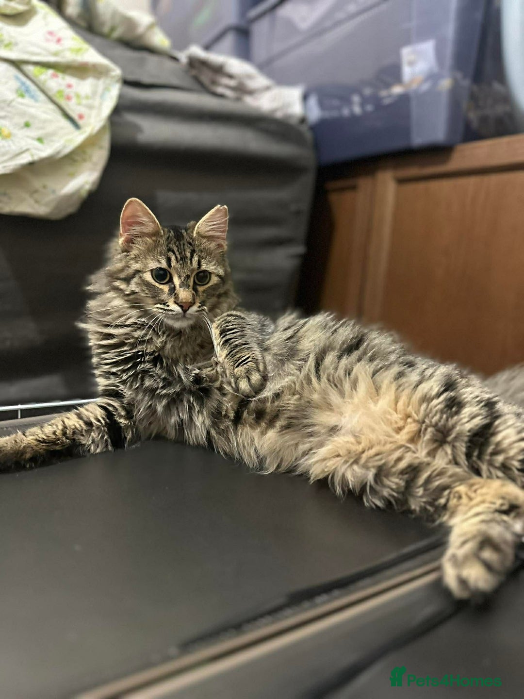 Mixed Breed cats for adoption: Mopsy the cuddlebug - Advert 6