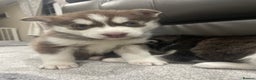 Siberian Husky dogs for sale: 6 beautiful Siberian huskies  - Advert 9