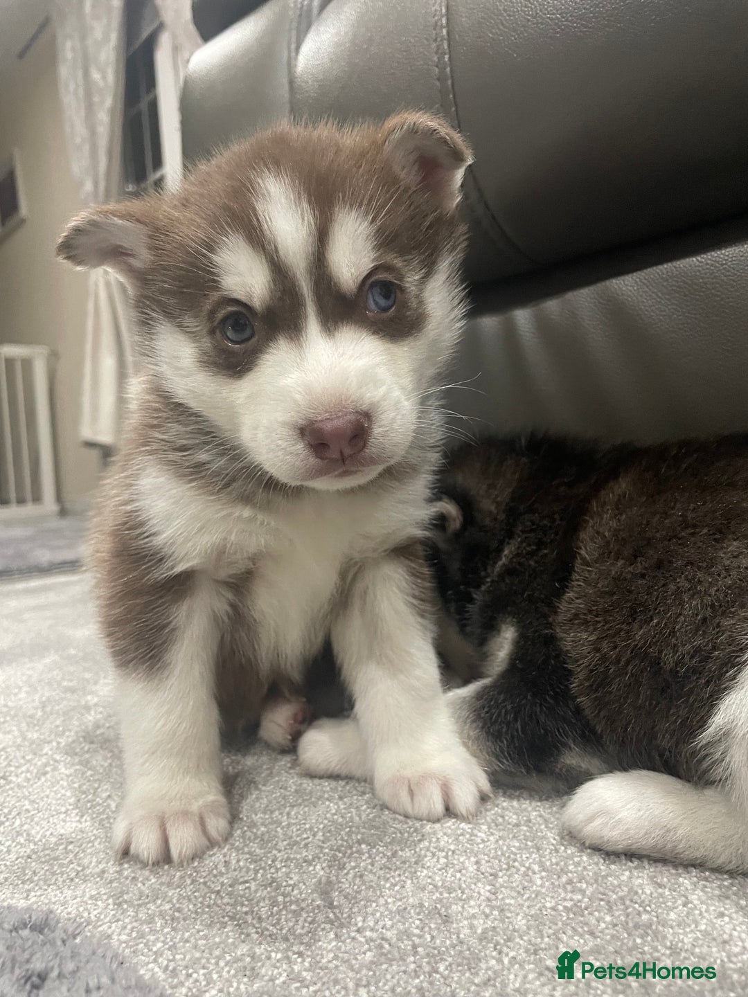 Siberian Husky dogs for sale: 6 beautiful Siberian huskies  - Advert 9