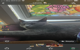 Mixed Breed cats for sale: Beautiful Kittens  - Image 6