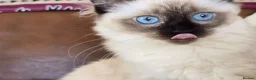 Ragdoll cats for sale: Fully Vaccinated, Microchipped, Insured Ready Now  - Advert 7