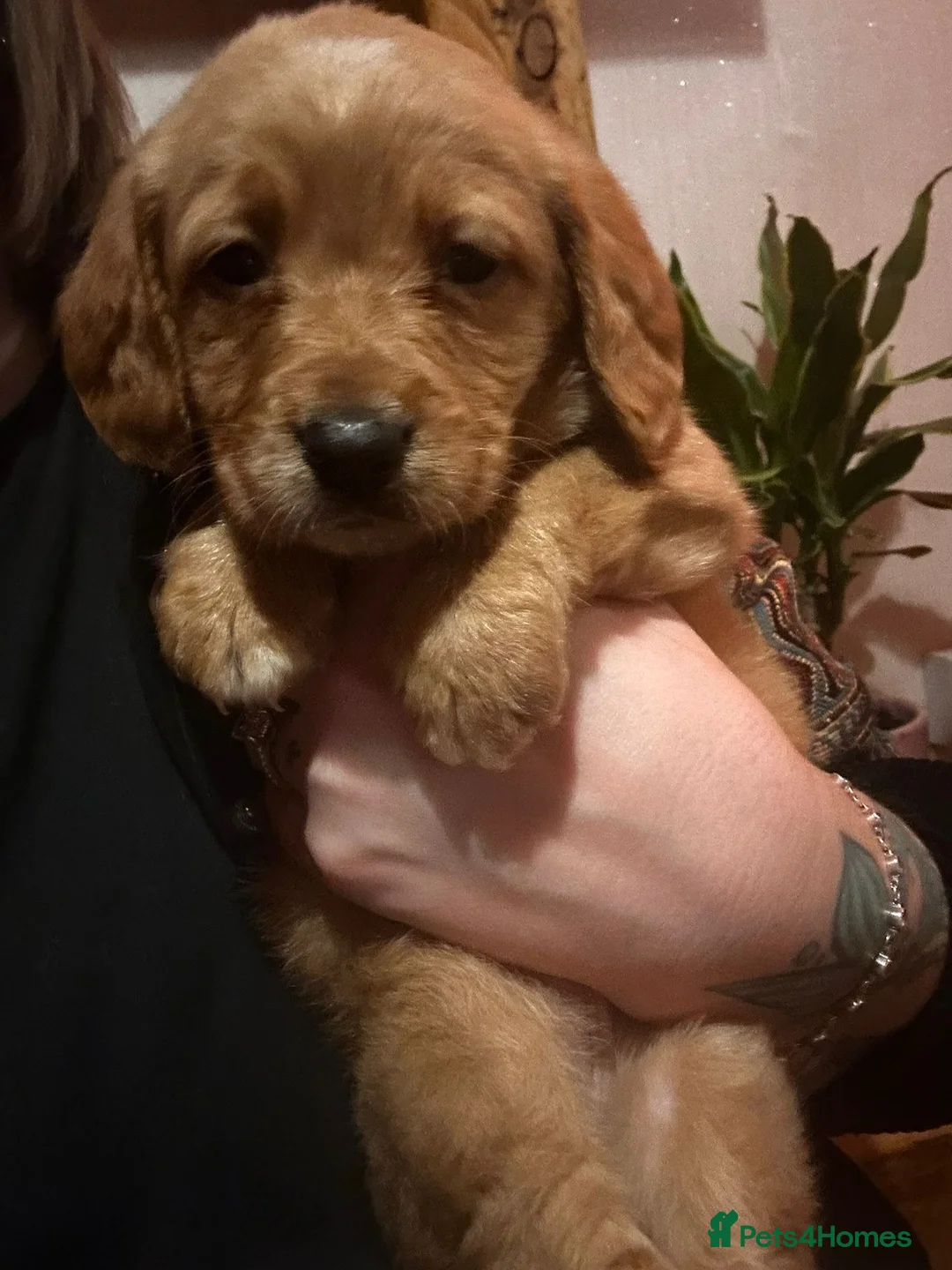 Mixed Breed dogs for sale: 9 Beautiful Puppies for sale - Advert 10