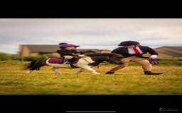 Shetland pony horses for sale: Rocco mini Shetland gelding 8hh - Image 1