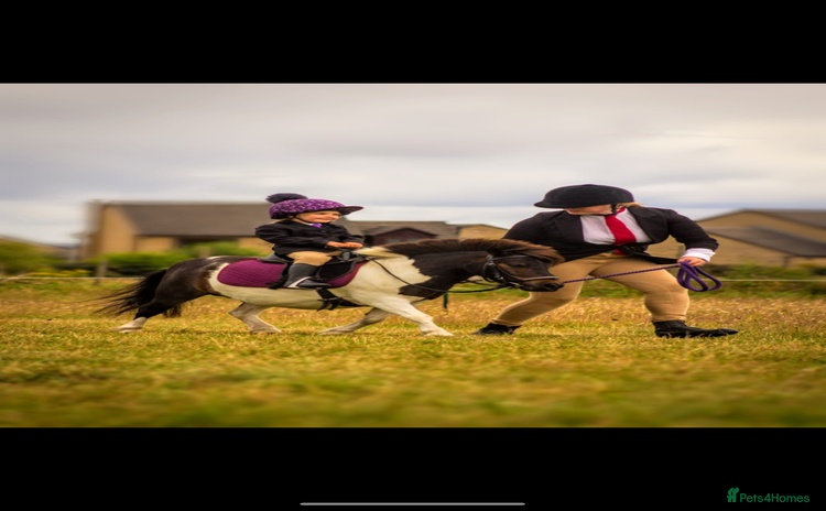 Shetland pony horses - Advert 2