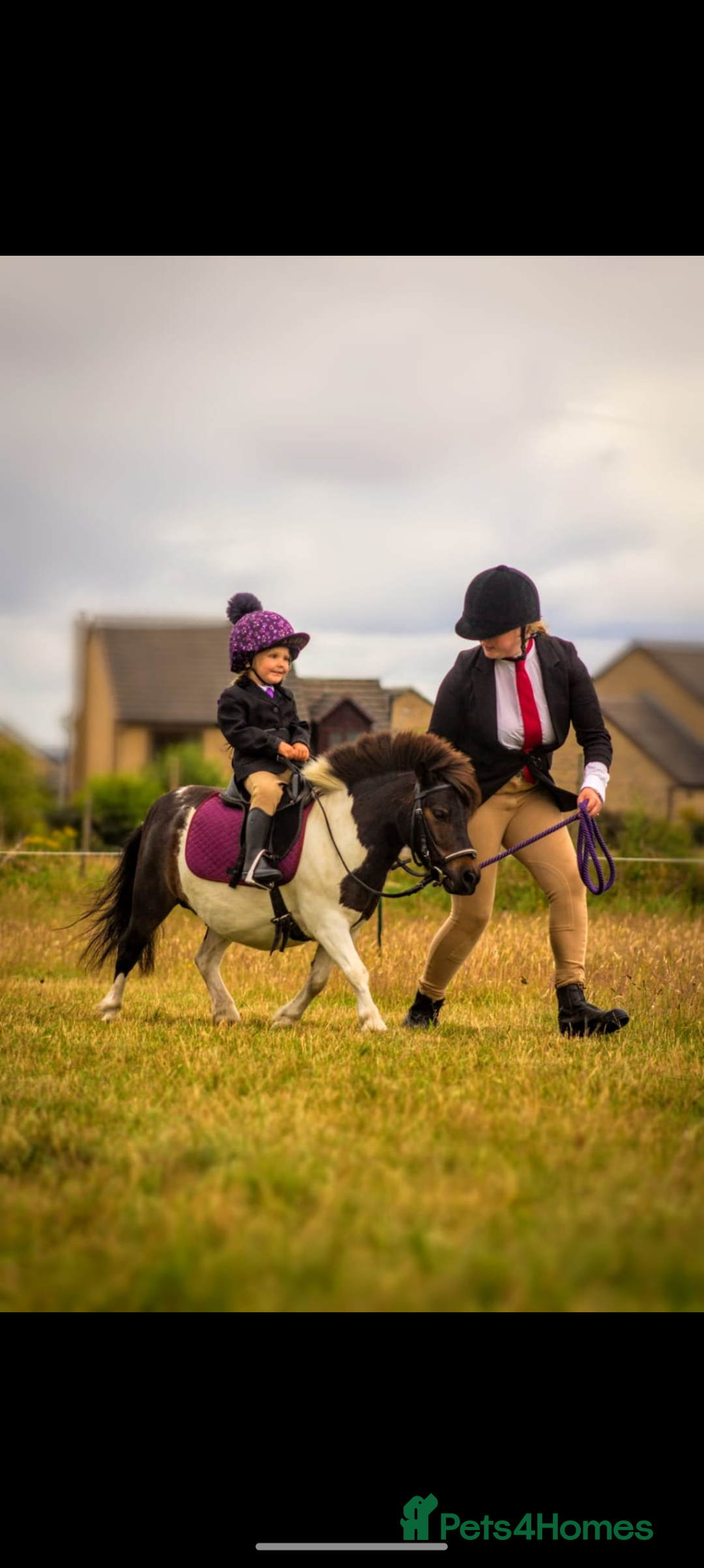 Shetland pony horses for sale: Rocco mini Shetland gelding 8hh - Image 1