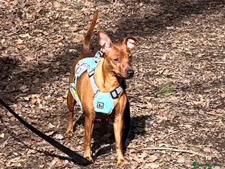 Mixed Breed dogs Jack Russell/miniature Pinscher puppies - Advert 6