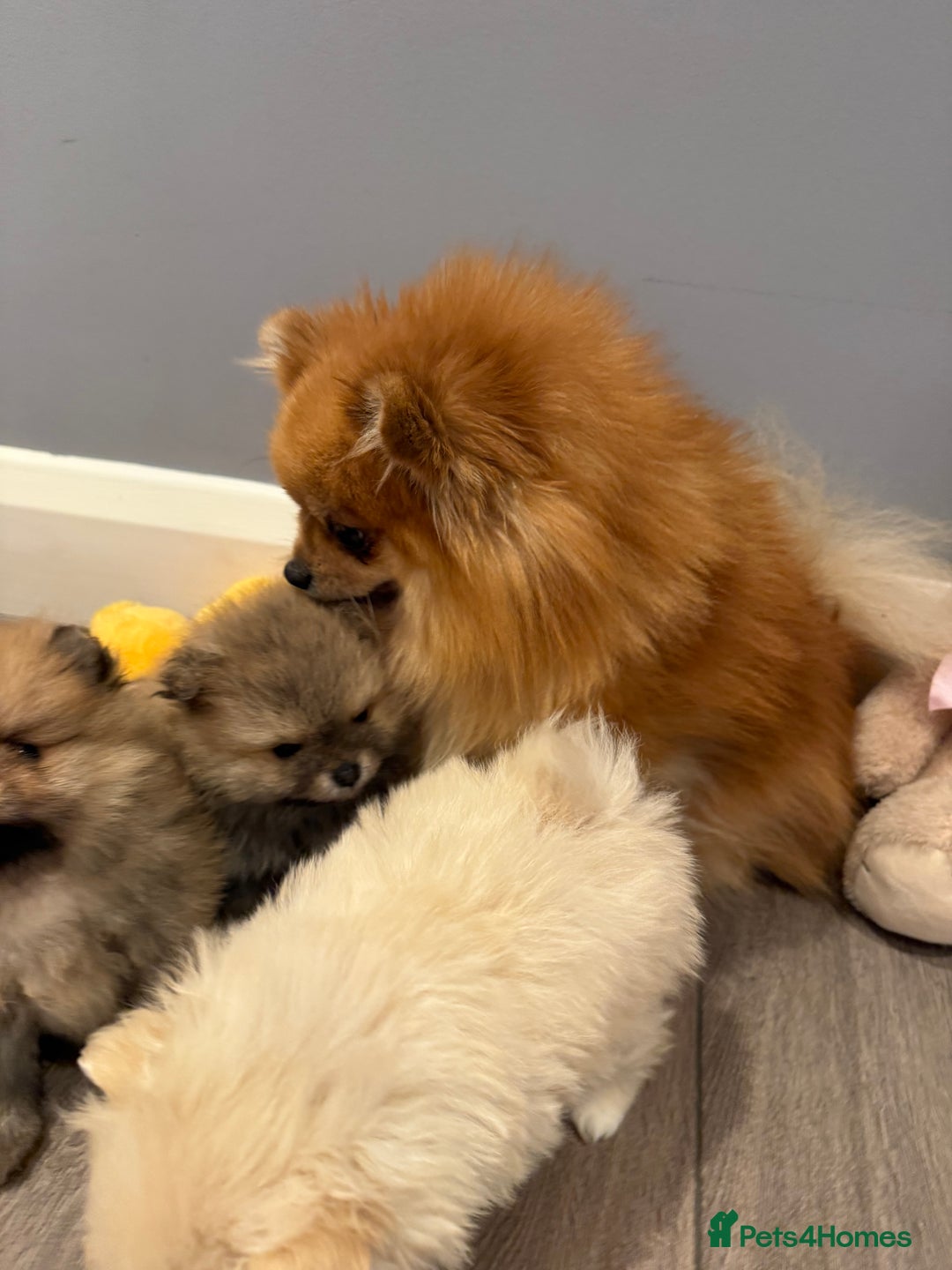 Pomeranian dogs for sale: Pomeranian puppies for sale .  - Advert 16