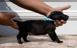 Patterdale Terrier dogs for sale: Strong and sturdy patterdale puppies  - Image 7