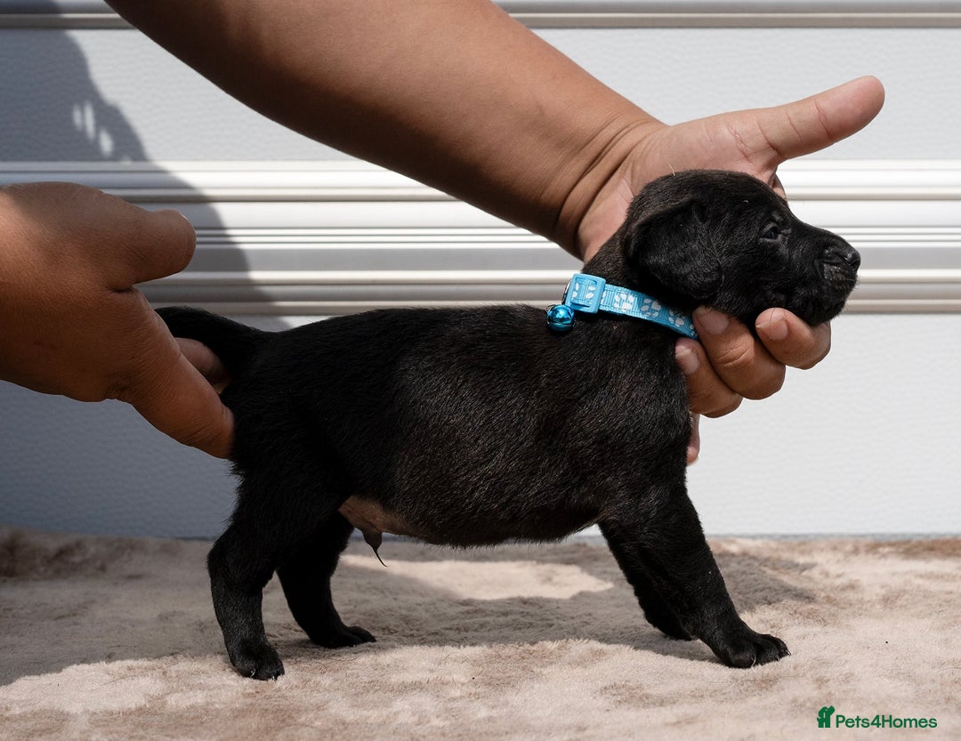 Patterdale Terrier dogs for sale: Strong and sturdy patterdale puppies  - Image 7