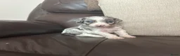 Cockapoo dogs for sale: Stunning cockapoos - Advert 12