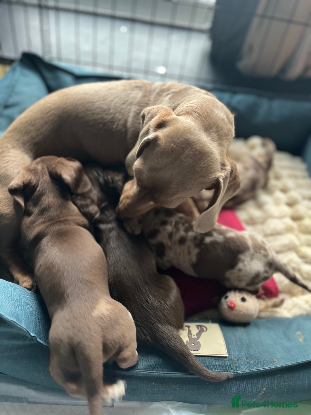 Miniature Dachshund dogs for sale: Miniature Dachshunds  - Advert 5
