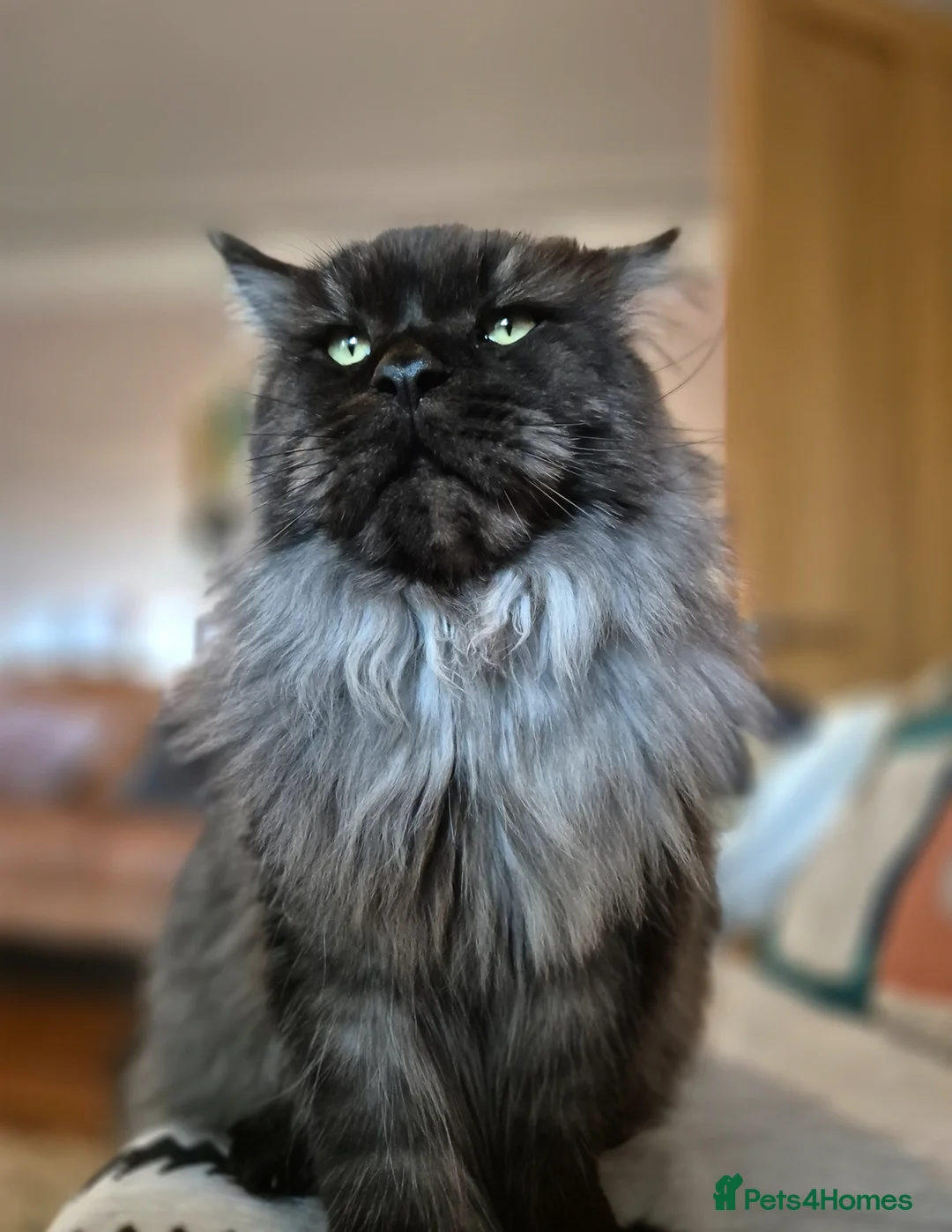 Maine Coon cats for sale: 2 adult Maincoon’s £600 for both - Advert 1