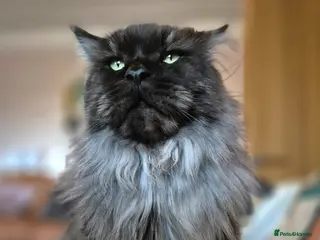 Maine Coon cats 2 adult Maincoon’s £600 for both - Advert 2