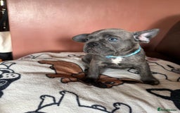 French Bulldog dogs for sale: 5 beautiful healthy French bulldogs. - Image 9