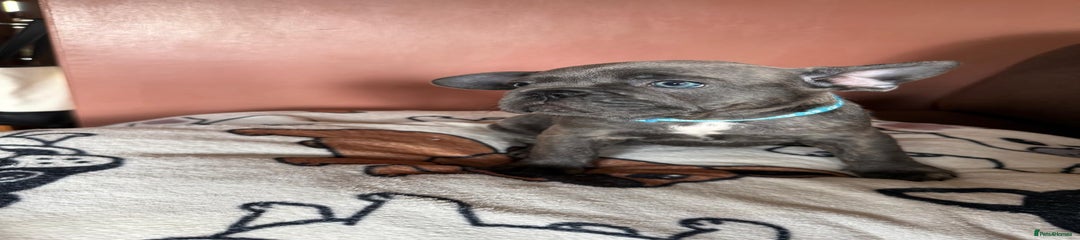 French Bulldog Puppy 2