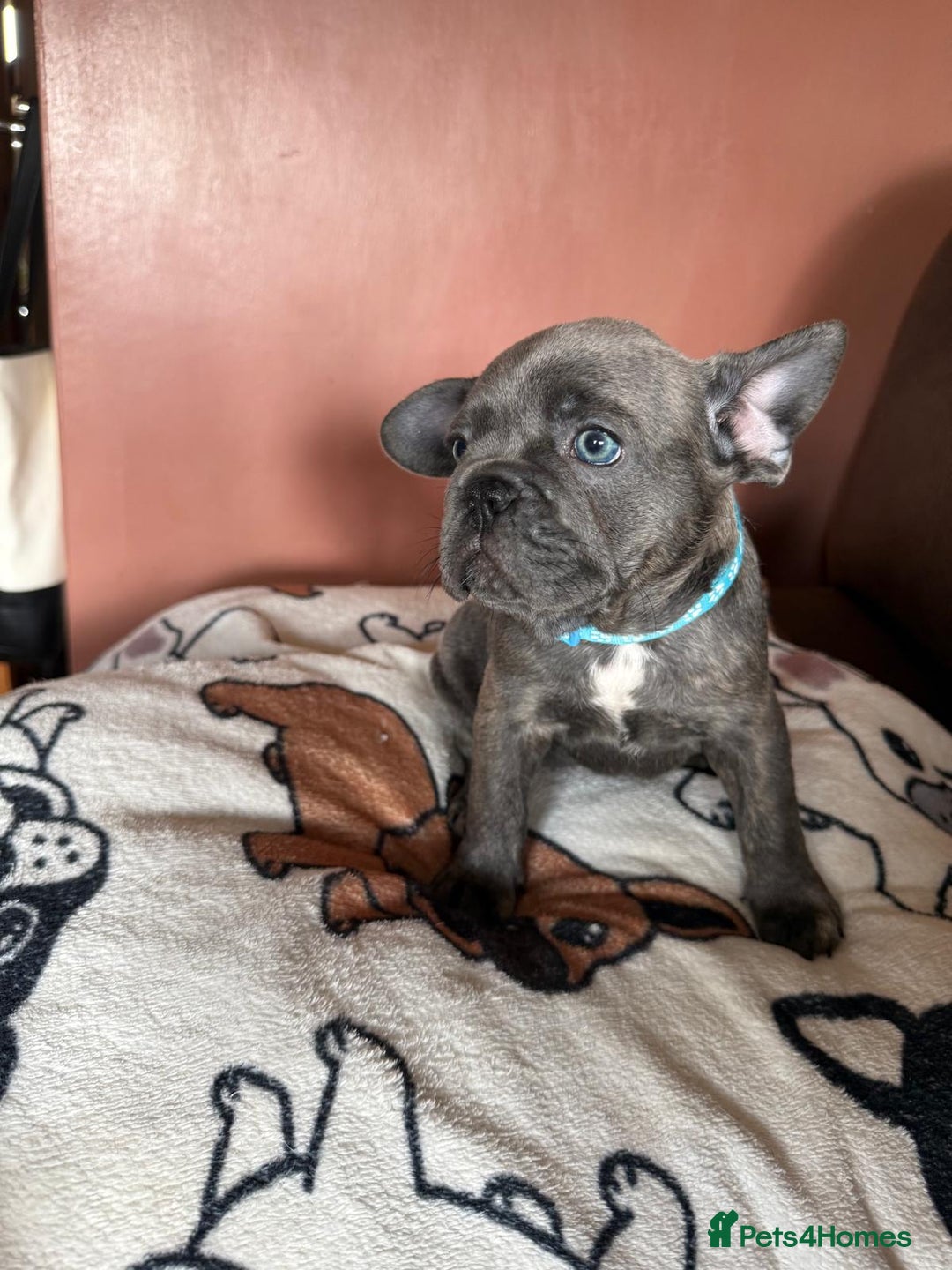 French Bulldog dogs for sale: 5 beautiful healthy French bulldogs. - Image 9