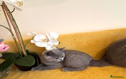 British Shorthair cats for sale: Top quality GCCF kittens  - Image 19