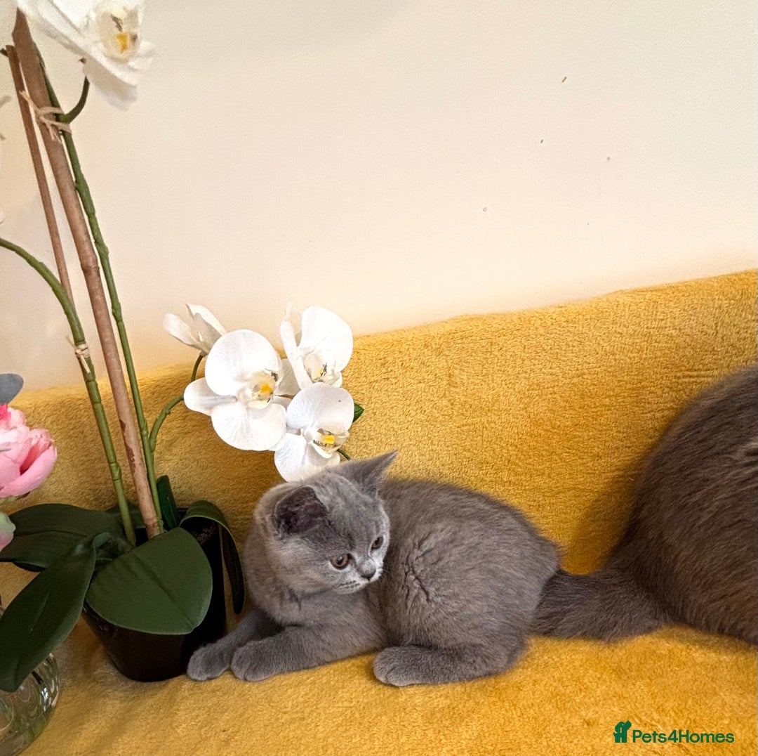 British Shorthair cats for sale: Top quality GCCF kittens  - Image 19