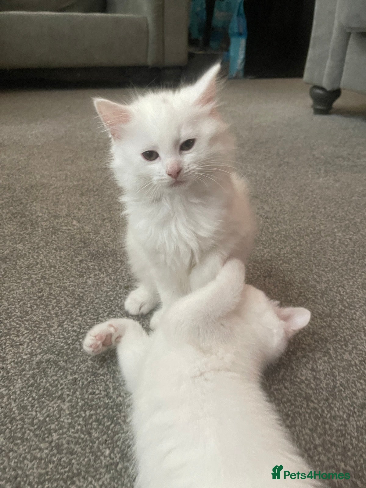 Turkish Angora cats 2 female Beautiful Turkish Angoras. - Advert 3