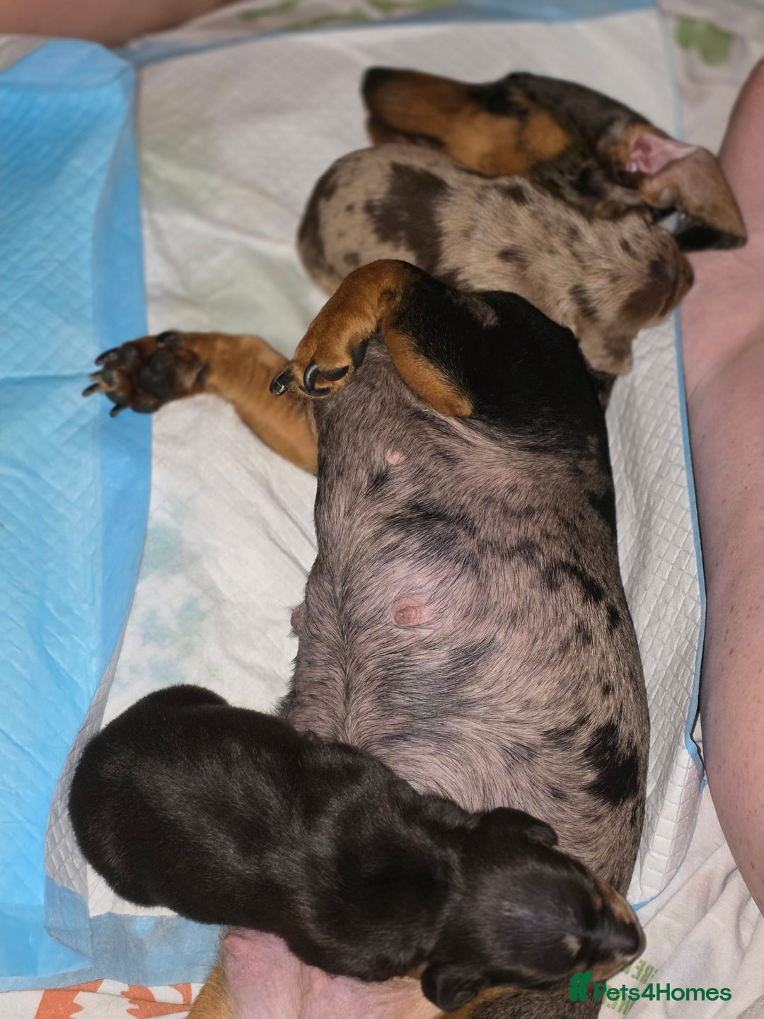 Miniature Dachshund dogs for sale: Miniature Dachshunds  - Advert 10