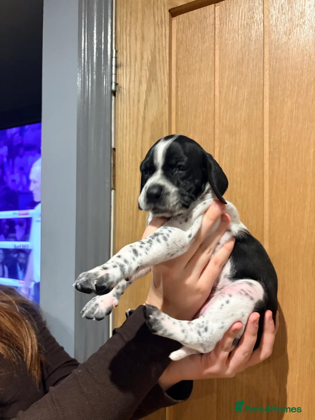 Pointer dogs for sale: Last gorgeous puppy looking for a loving home  - Advert 36