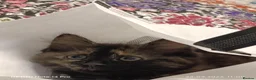 Mixed Breed cats for sale: Four girls. - Advert 2