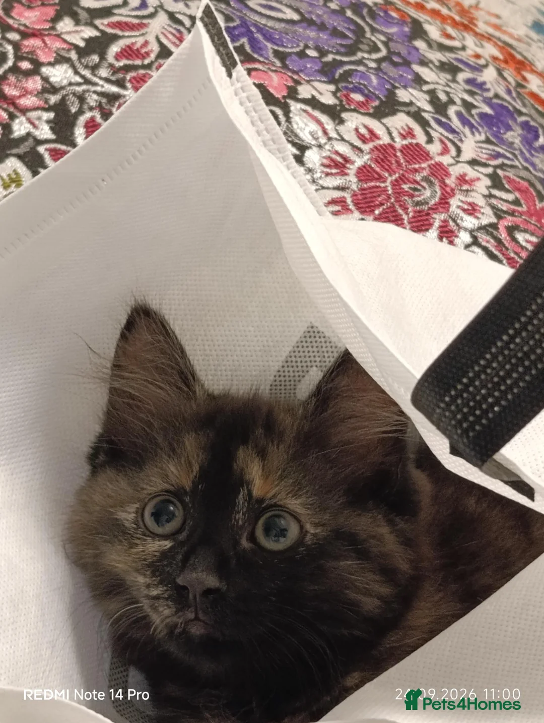 Mixed Breed cats for sale: Four girls. - Advert 2