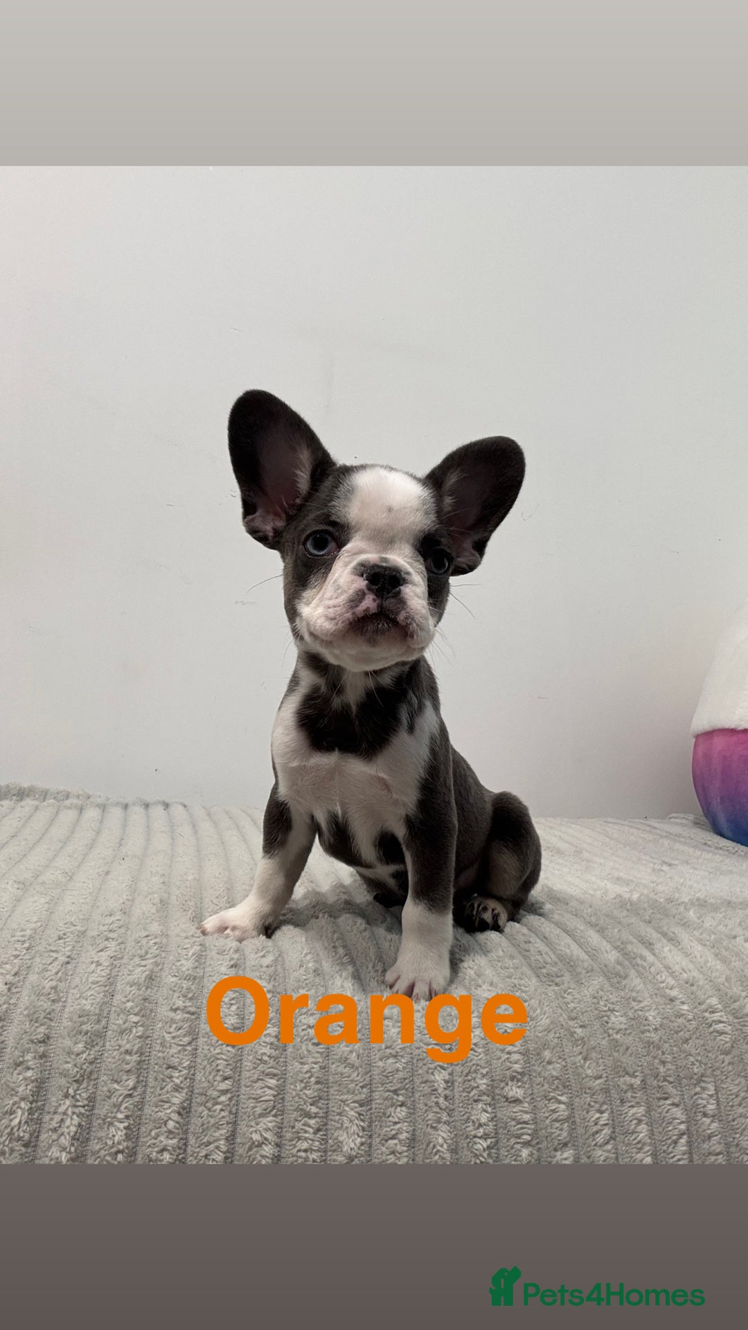 French Bulldog dogs for sale: French bulldog puppies  - Advert 2