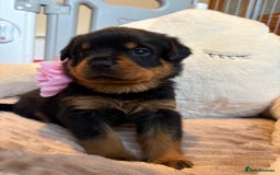 Rottweiler dogs for sale: Falconsnest blood line in Blackpool - Image 20