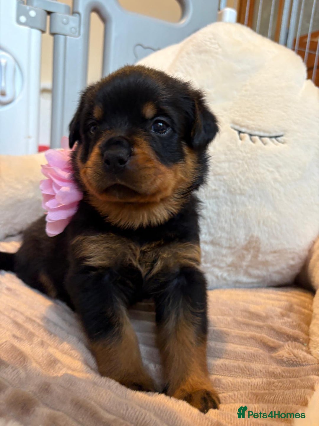 Rottweiler dogs for sale: Falconsnest blood line in Blackpool - Image 20