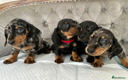 Miniature Dachshund dogs for sale: Miniature Dachshund Puppies - Image 2