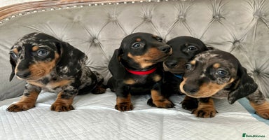 Miniature Dachshund dogs - Advert 5
