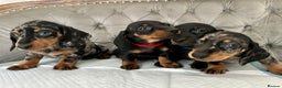 Miniature Dachshund dogs for sale: READY NOW Miniature Dachshund Puppies - Advert 11