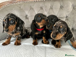 Miniature Dachshund dogs - Advert 2