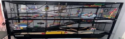 Rat rodents for sale: Rats and cage for sale in Redcar - Advert 1