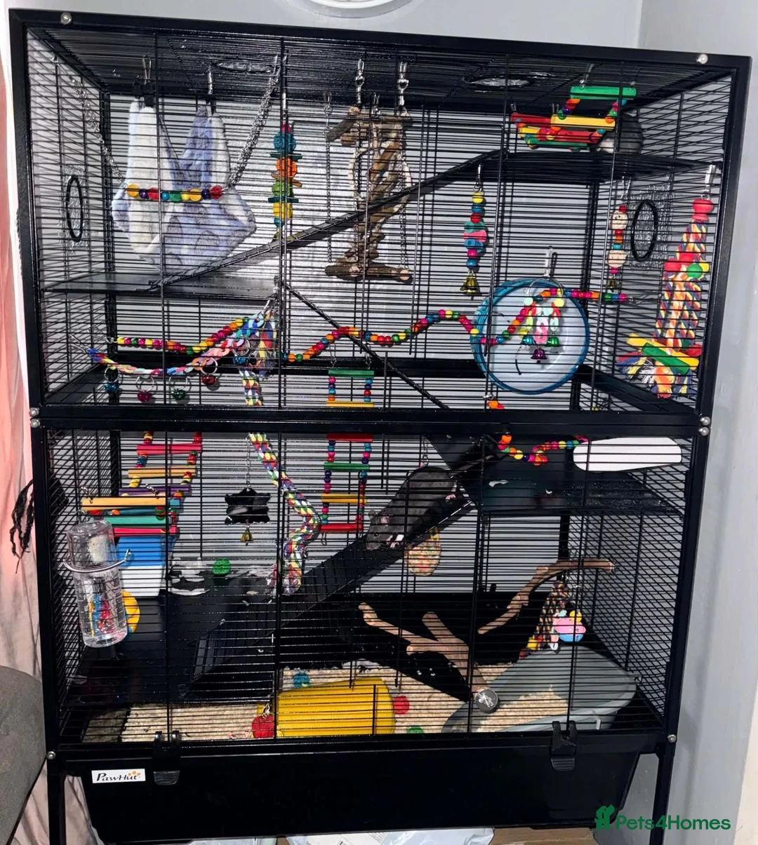 Rat rodents for sale: Rats and cage for sale in Redcar - Advert 1