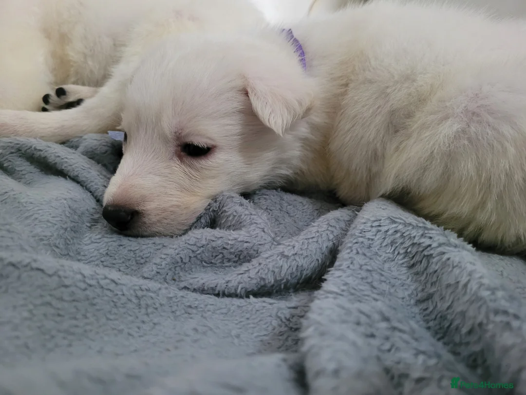 Mixed Breed dogs for sale: Golden shepherd - Advert 15