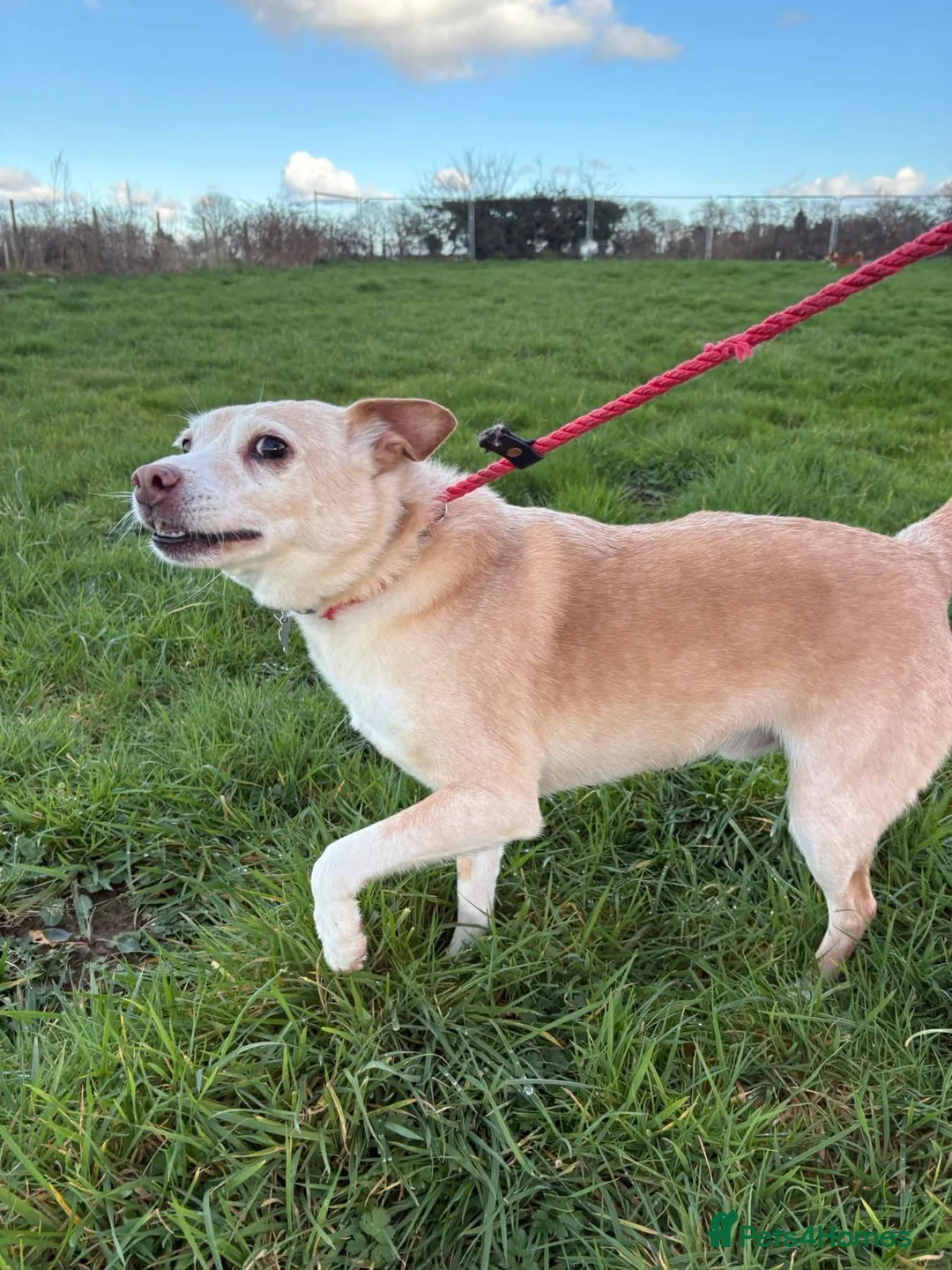 Mixed Breed dogs for adoption: Paddy - Hempnall Norfolk  - Advert 18