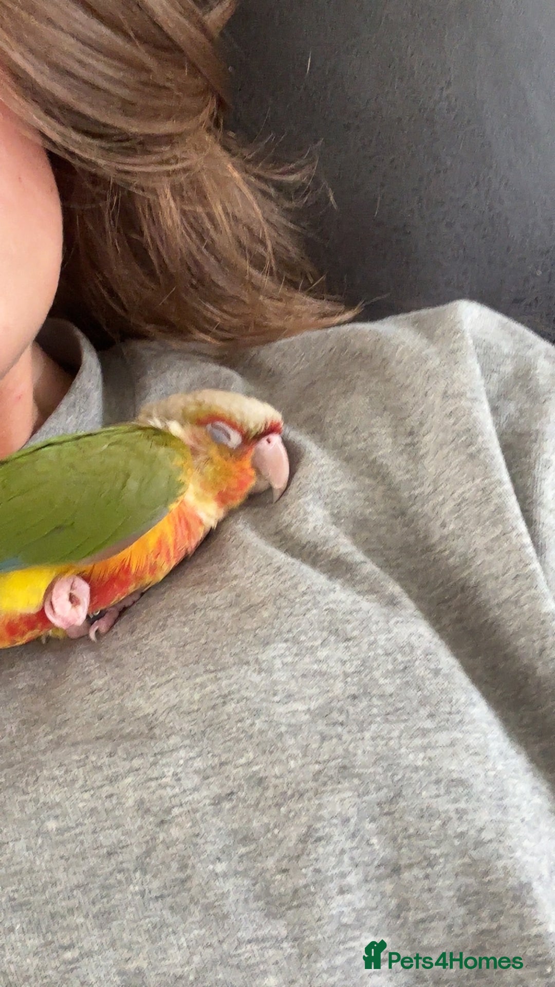 Conures birds for sale: Green Cheek Conure for sale 11months old £850 - Advert 12