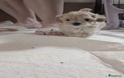 Maltipoo dogs for sale: Petite Maltipoos fully genetic health tested  - Image 20